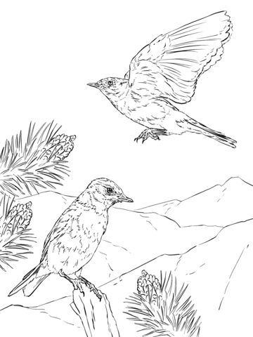 Mountain Bluebird Coloring Page